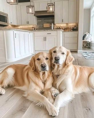 Meravigliosi cuccioli di Golden Retriever