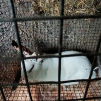 Conigli Bianco di nuova Zelanda Californiano Rex