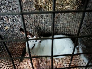 Conigli Bianco di nuova Zelanda Californiano Rex