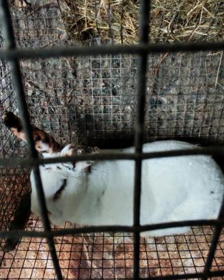 Conigli Bianco di nuova Zelanda Californiano Rex