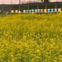 Famiglie di api su 8 favi 120,00 Nuclei .90,00