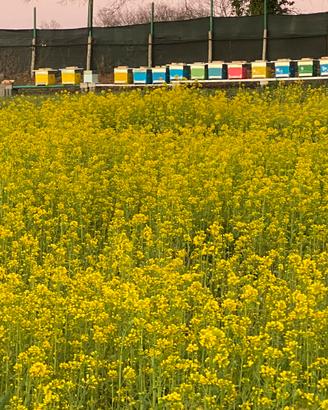 Famiglie di api su 8 favi 120,00 Nuclei .90,00,