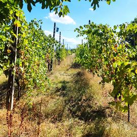 Terreno agricolo 