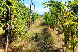 Terreno agricolo 