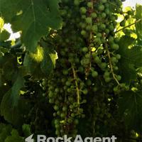 VIGNETO PRODUTTIVO - 9.200 MQ