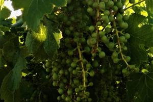 VIGNETO PRODUTTIVO - 9.200 MQ