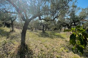 Terreno edificabile + agricolo