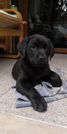 cucciolo di Labrador Retriever  nero