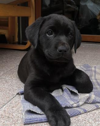 cucciolo di Labrador Retriever  nero
