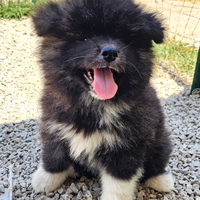 Cucciola Akita Inu