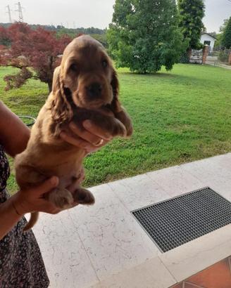 Cocker Spaniel cuccioli