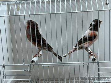 Canarini Arlecchino portoghese