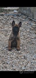 pastore belga malinois 
