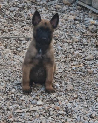 pastore belga malinois 