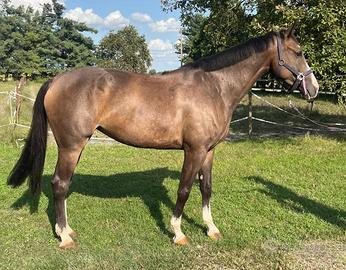 Cavalla italiana 2018