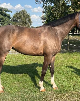 Cavalla italiana 2018