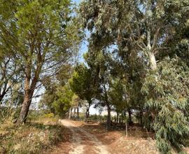 Terreno agricolo + pineta