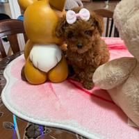 Barboncino (barbone) mini toy fulvo