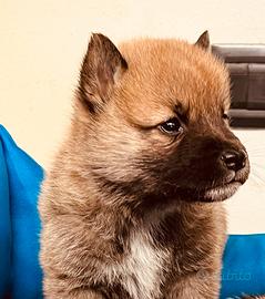 Solo cuccioli italiani-shiba inu -