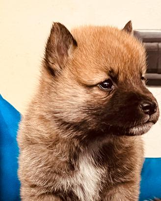 Solo cuccioli italiani-shiba inu -