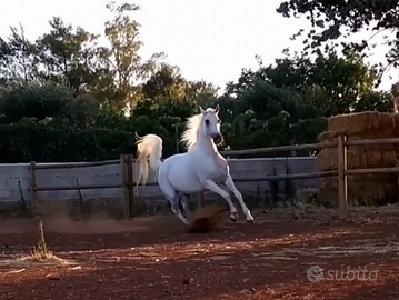 Fattrice Purosangue Arabo - 2005, linea polacca