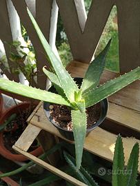 Aloe maculata