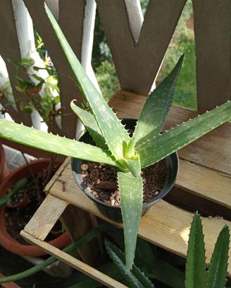 Aloe maculata