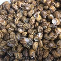 Lumache da gastronomia