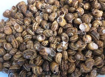 Lumache da gastronomia