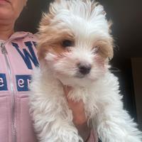 Biewer Yorkshire terrier con pedigree