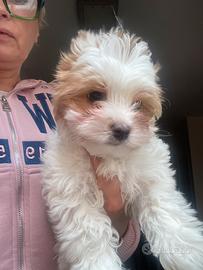 Biewer Yorkshire terrier con pedigree