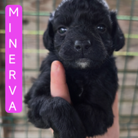 Cuccioli barboncino toy/nano