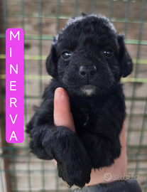 Cuccioli barboncino toy/nano