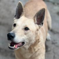 Luna- cagnolina cane affettuosa