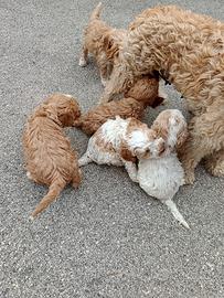 Cuccioli di lagotto