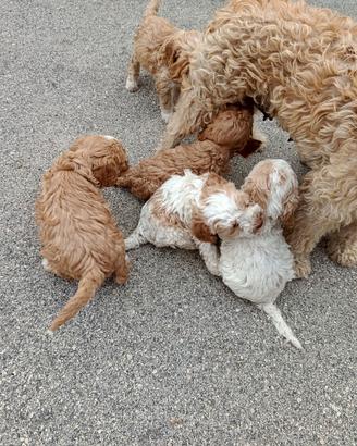 Cuccioli di lagotto