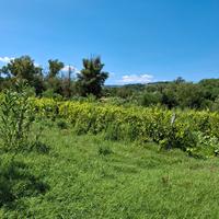 vigna diritto impianto vigneto