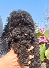 Barboncino barbone nano