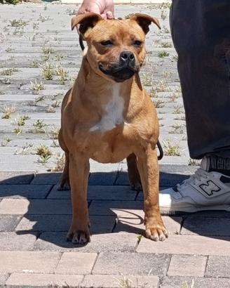 Staffordshire bull terrier
