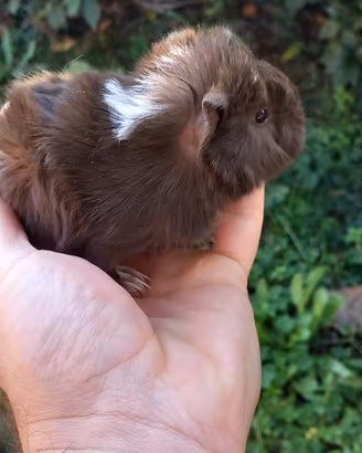 Cavie peruviane