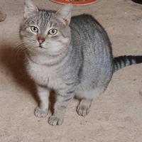 Gattino sterilizzato in adozione