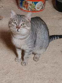 Gattino sterilizzato in adozione