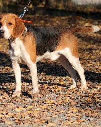 Beagle pronta caccia