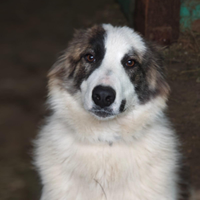 Cucciola di nove mesi simil pastore del caucaso