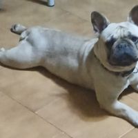 Bulldog francese