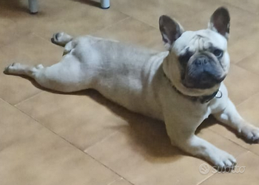 Bulldog francese