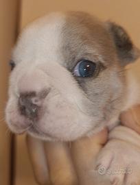 Bulldog francese