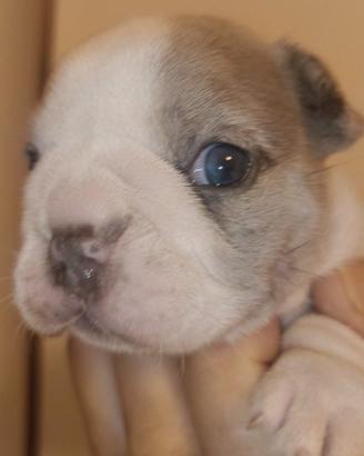 Bulldog francese
