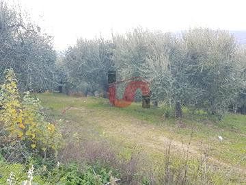 AGRICOLO - Benevento