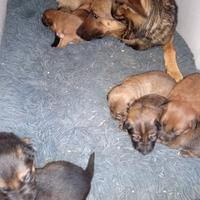 Cuccioli Belgian Malinois MASCHI